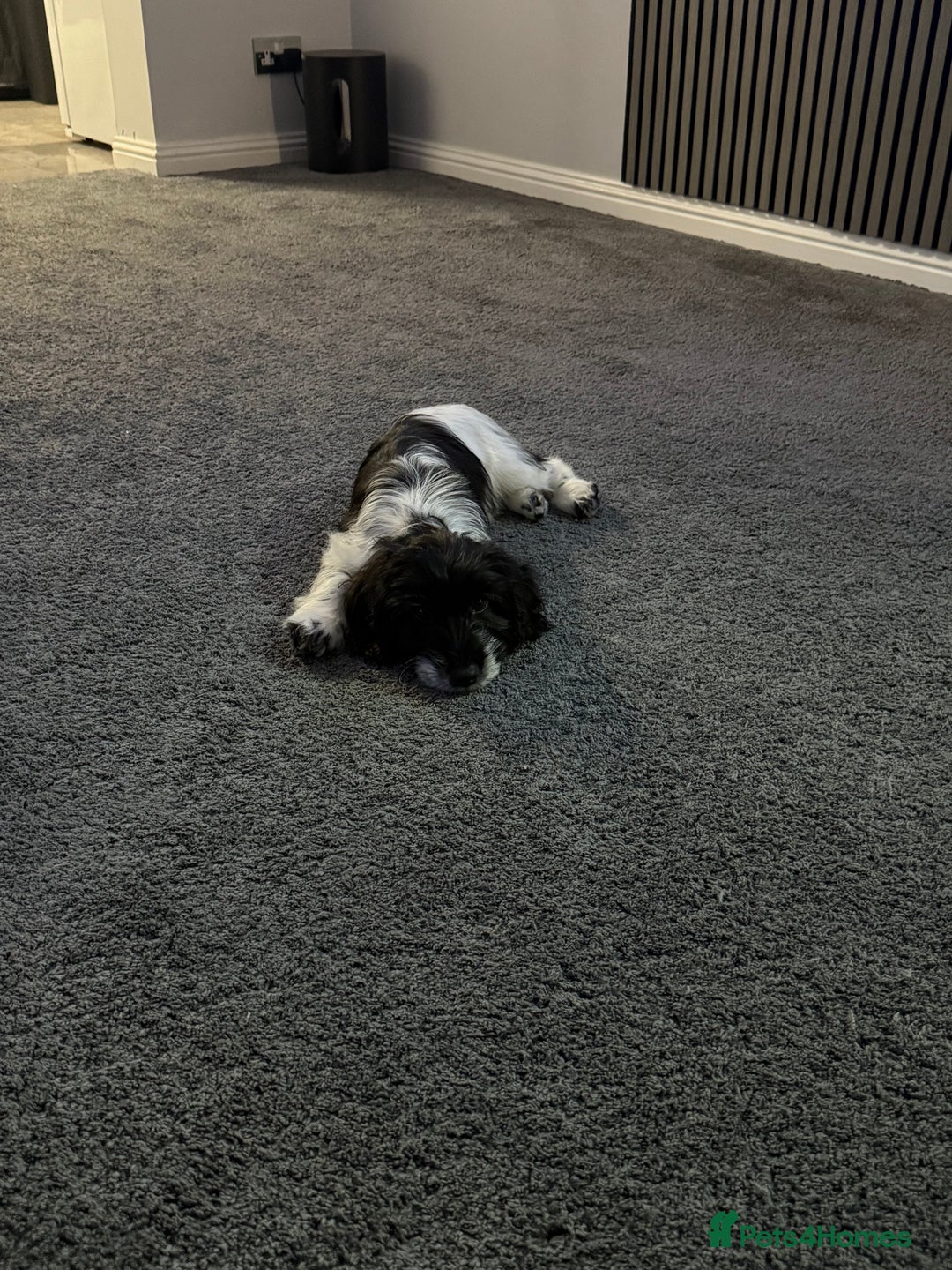 Cockapoo dogs for sale: Puppy - Advert 5