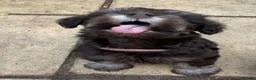 Miniature Schnauzer dogs for sale: Gorgeous Miniature schnauzer Puppies  in Worthing - Advert 5