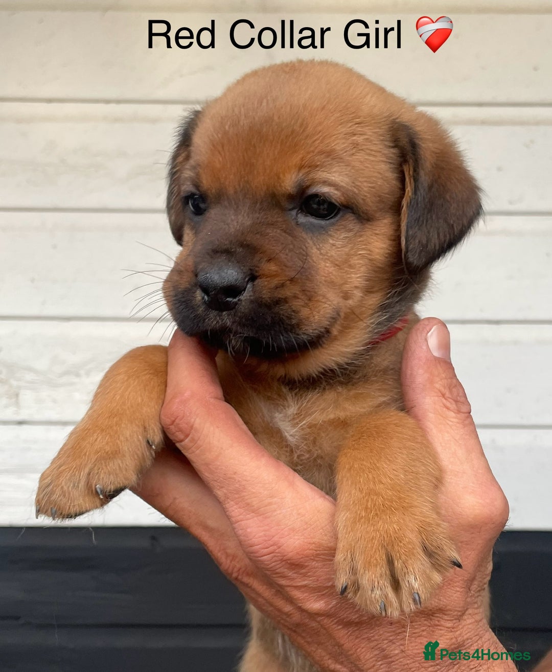 Boxer dogs for sale: Boxerx - Image 4