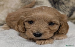 Cockapoo dogs for sale: Beautiful F1 Cockapoo puppies DNA clear  - Image 15