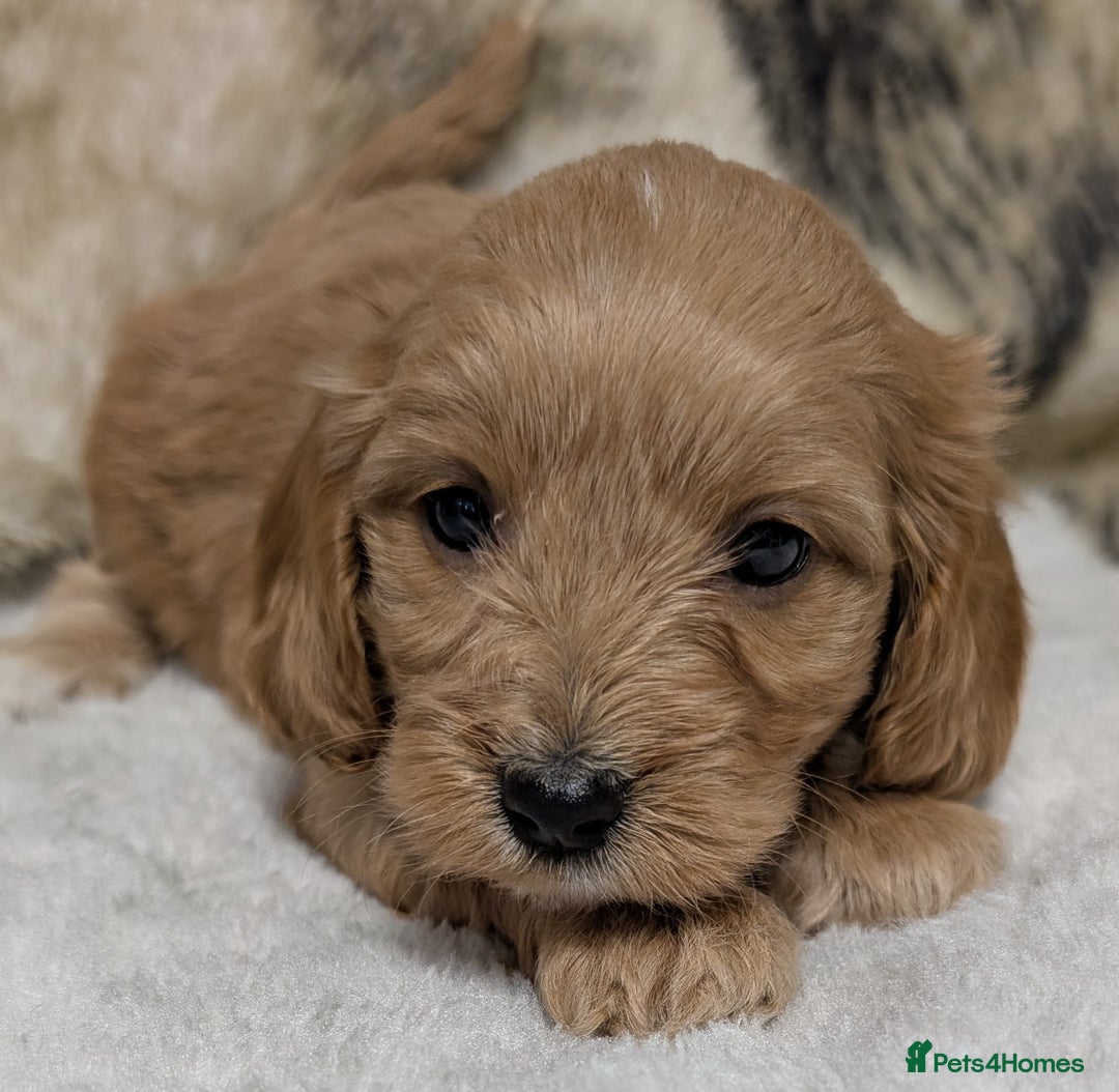Cockapoo dogs for sale: Beautiful F1 Cockapoo puppies DNA clear  - Image 15