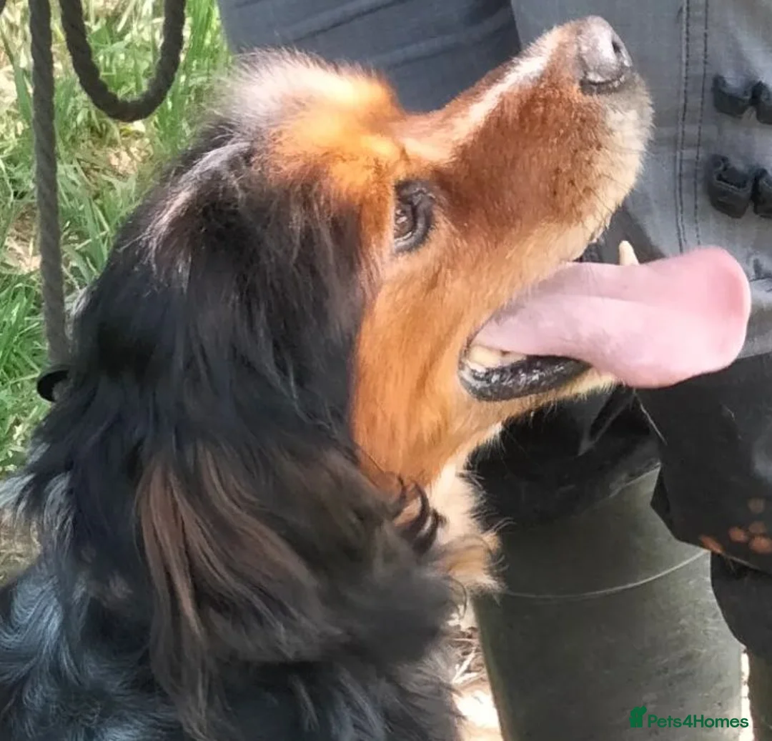 Brittany Spaniel dogs for adoption: Pekin - Advert 3