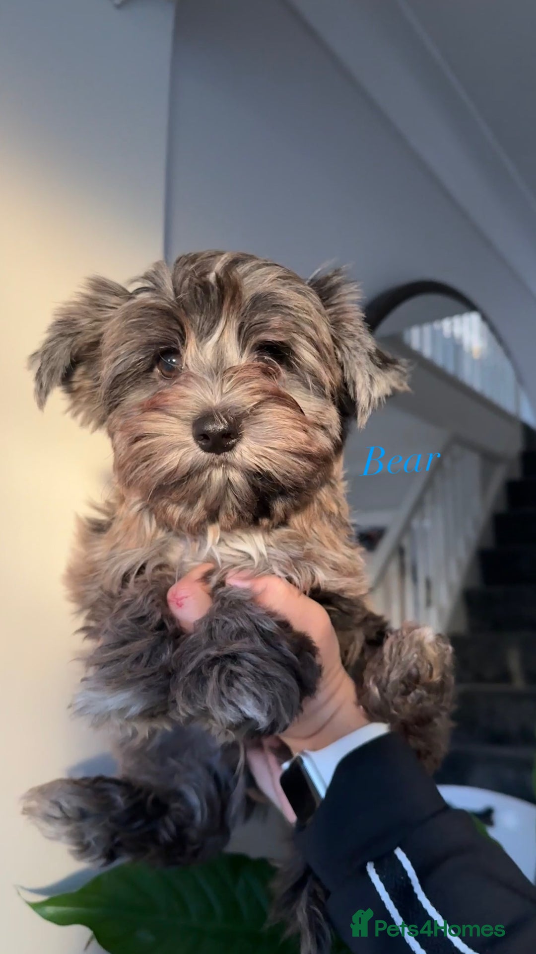 Yorkshire Terrier dogs for sale: Colourful Biewer Yorkshire terriers  - Advert 14