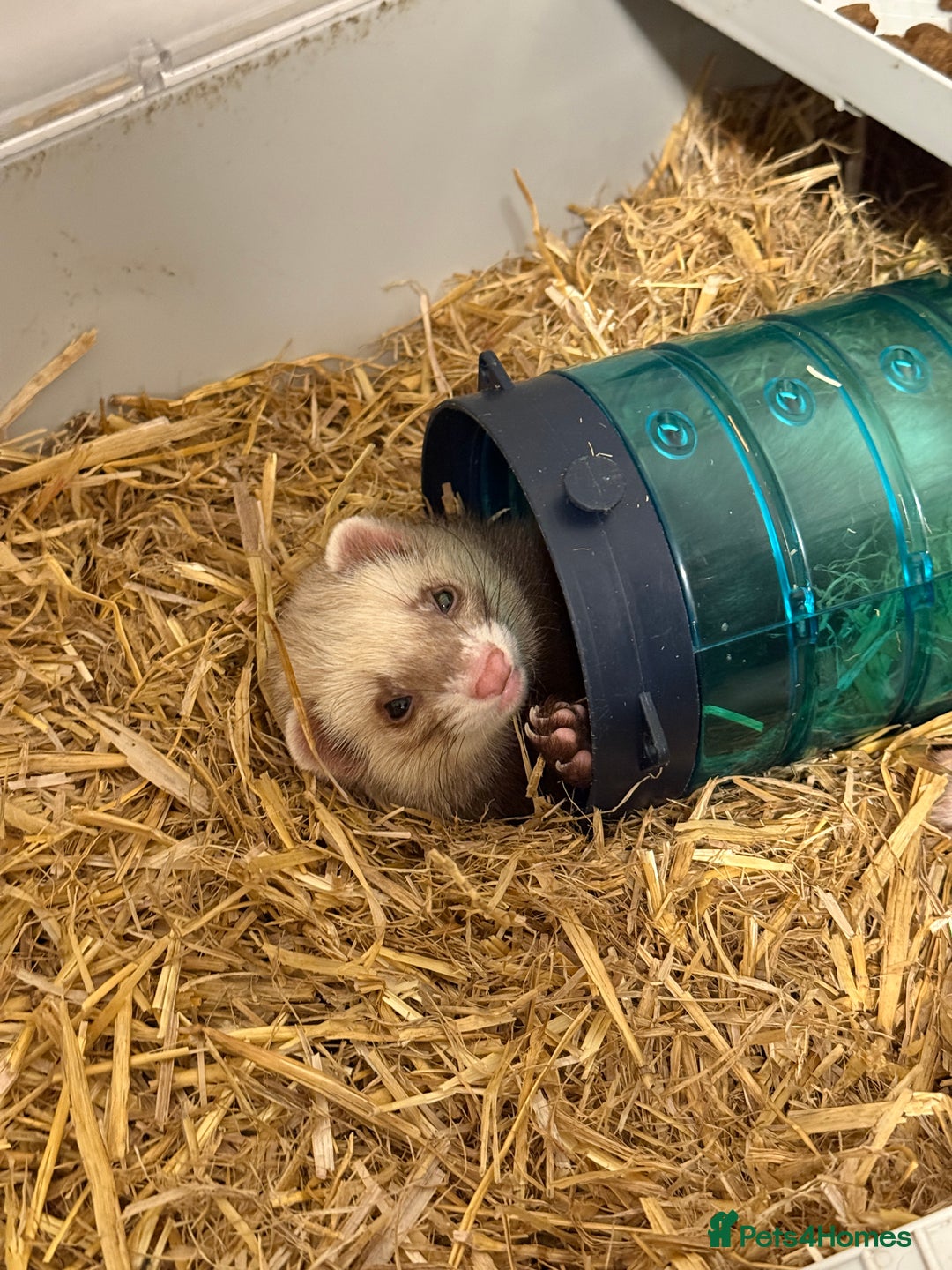 Ferret rodents for sale: Lovely ferrets for rehoming - Advert 8