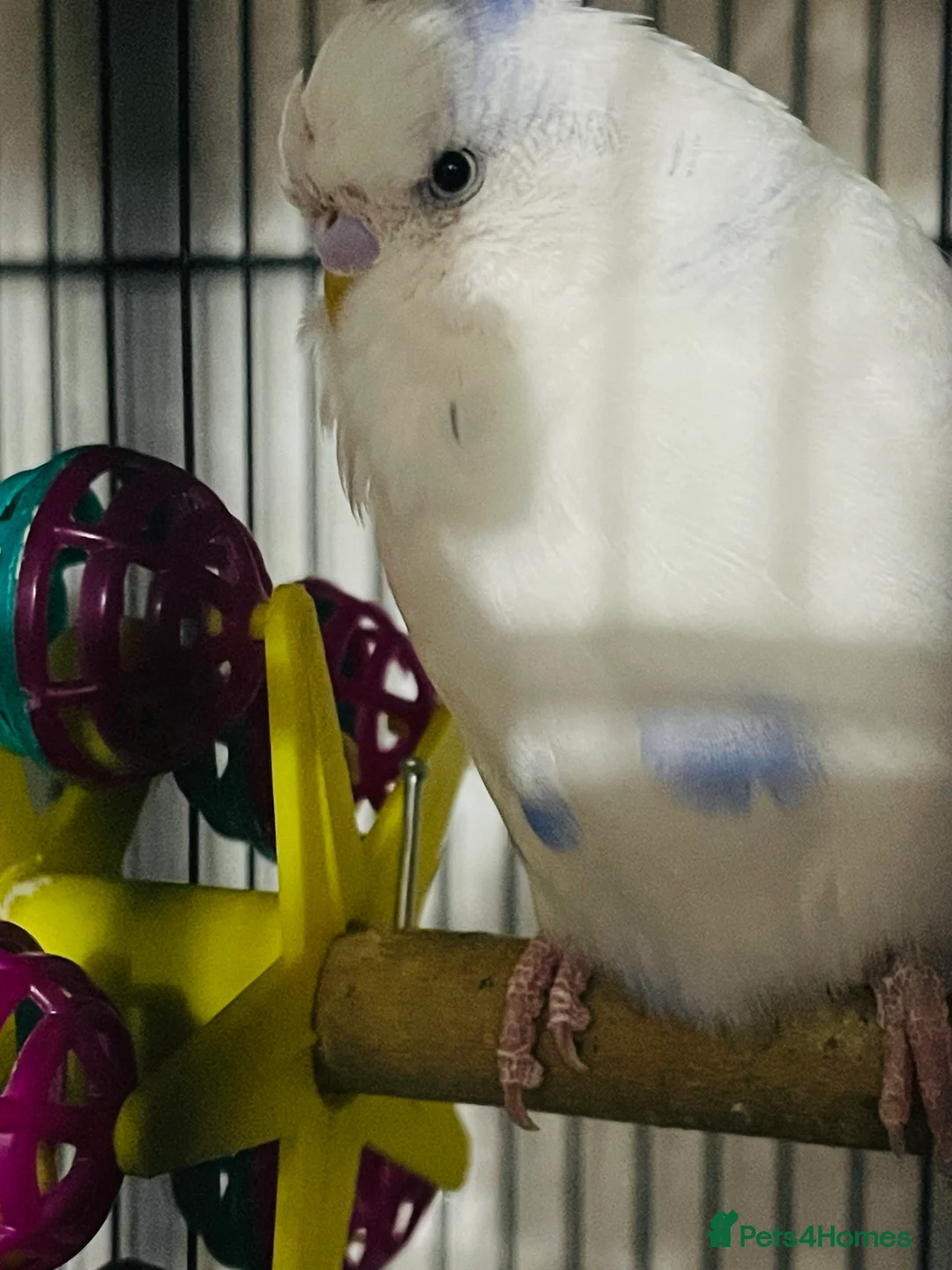 Budgerigars birds for sale: Male budgies in Glasgow - Advert 2