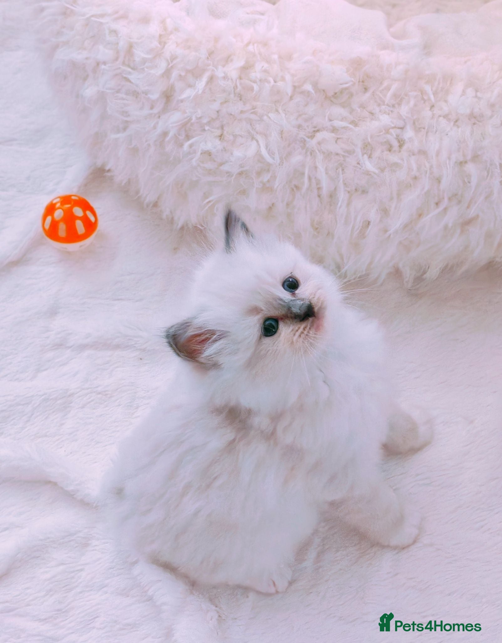 Ragdoll cats Raised with Love, looking for forever homes 🏠❤️ - Advert 2