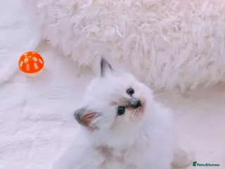 Ragdoll cats Raised with Love, looking for forever homes 🏠❤️ - Advert 2