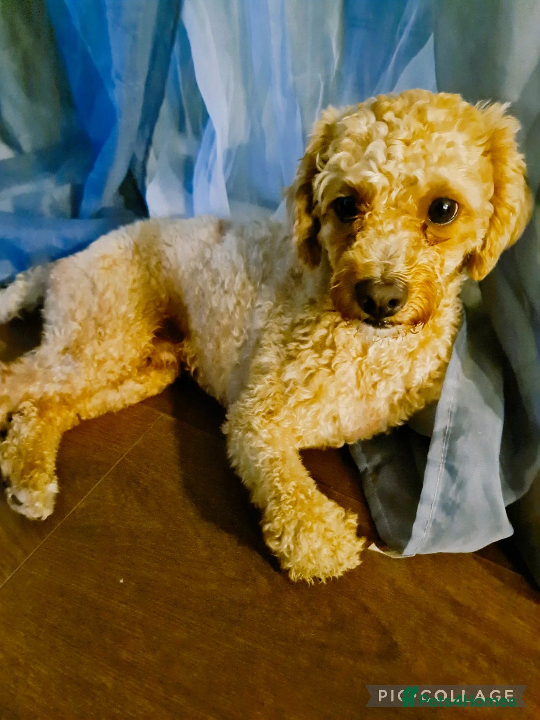 Miniature Poodle dogs for stud: Stud Pure Breed Miniature Poodle - Image 2