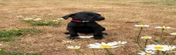 Labrador Retriever dogs for sale: 2 Boys Avaliable now for collection - Advert 21