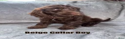 Cockapoo dogs for sale: F1 Cockapoo Puppies READY TO LEAVE - Advert 5