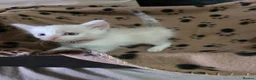 Mixed Breed cats for sale: Ragdoll X kittens  in Ringwood - Advert 14