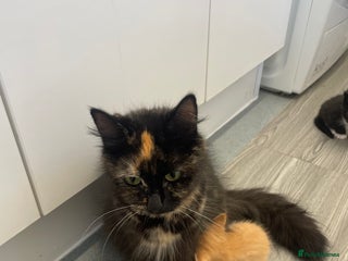 British Shorthair cats for sale - Advert 1