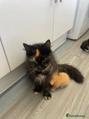 British Shorthair cats - Advert 4