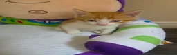 Mixed Breed cats for sale: Female ginger tabby - Advert 5