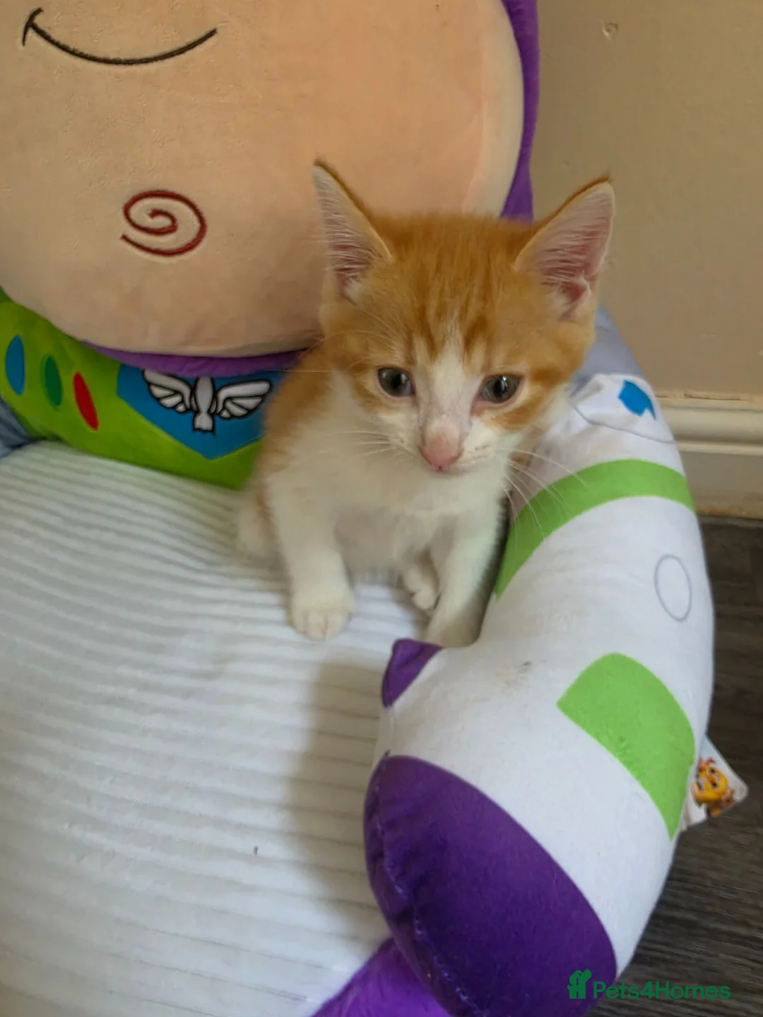 Mixed Breed cats for sale: Female ginger tabby - Advert 5