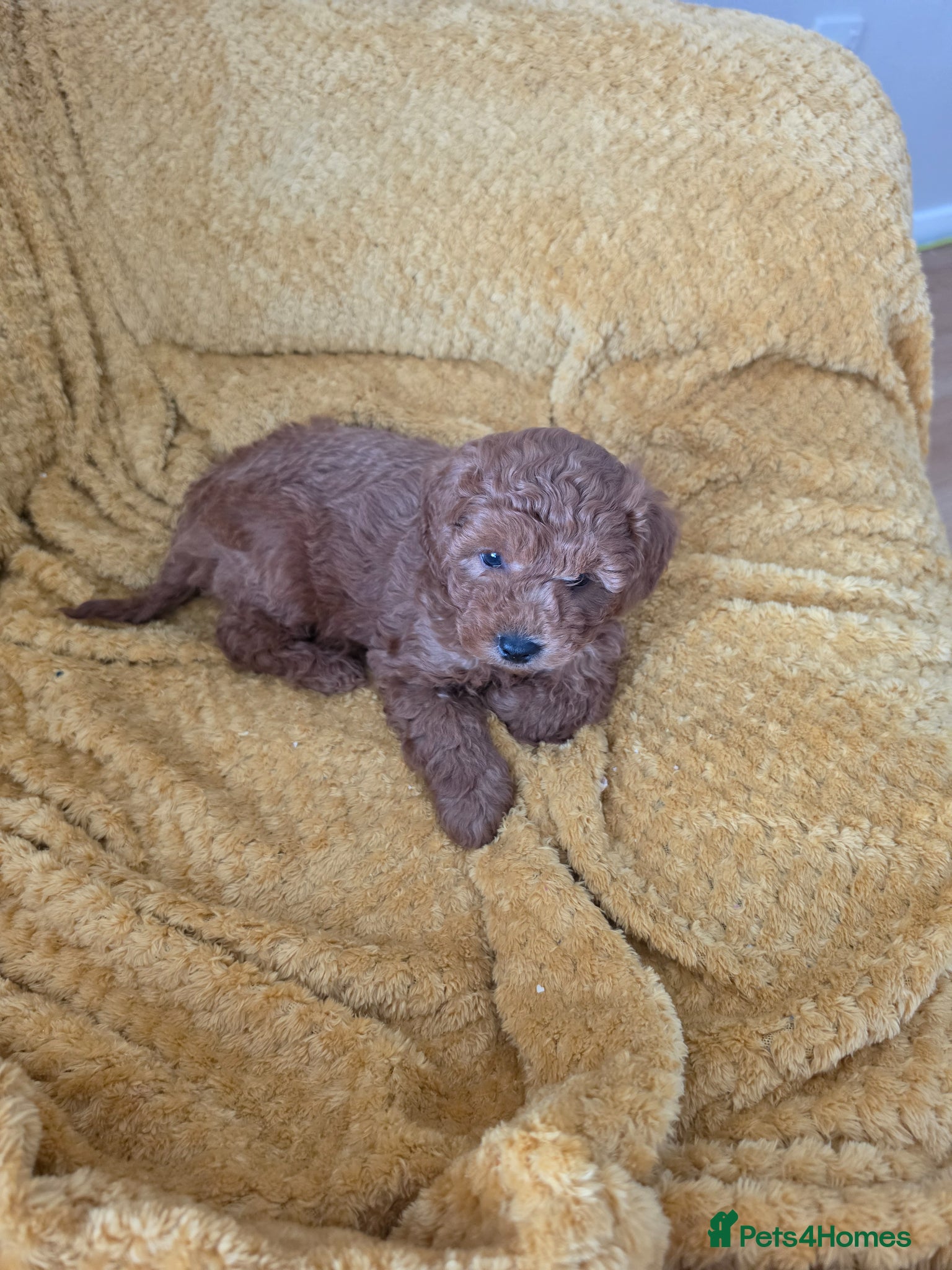 Mixed Breed dogs Poodle - Advert 1