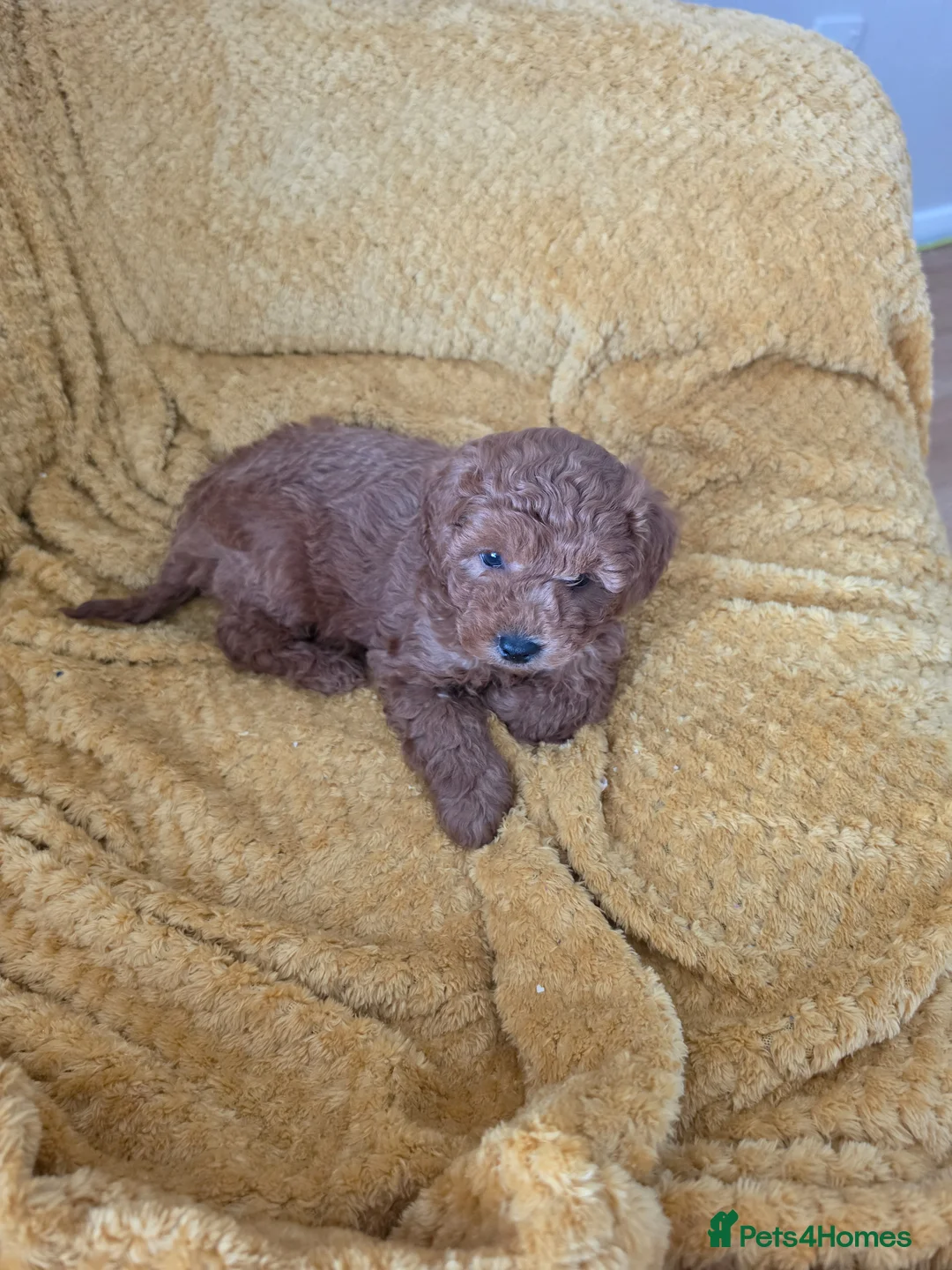 Mixed Breed dogs for sale: Poodle - Advert 1