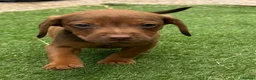 Mixed Breed dogs for sale: Patterdale cross spaniel - Advert 12