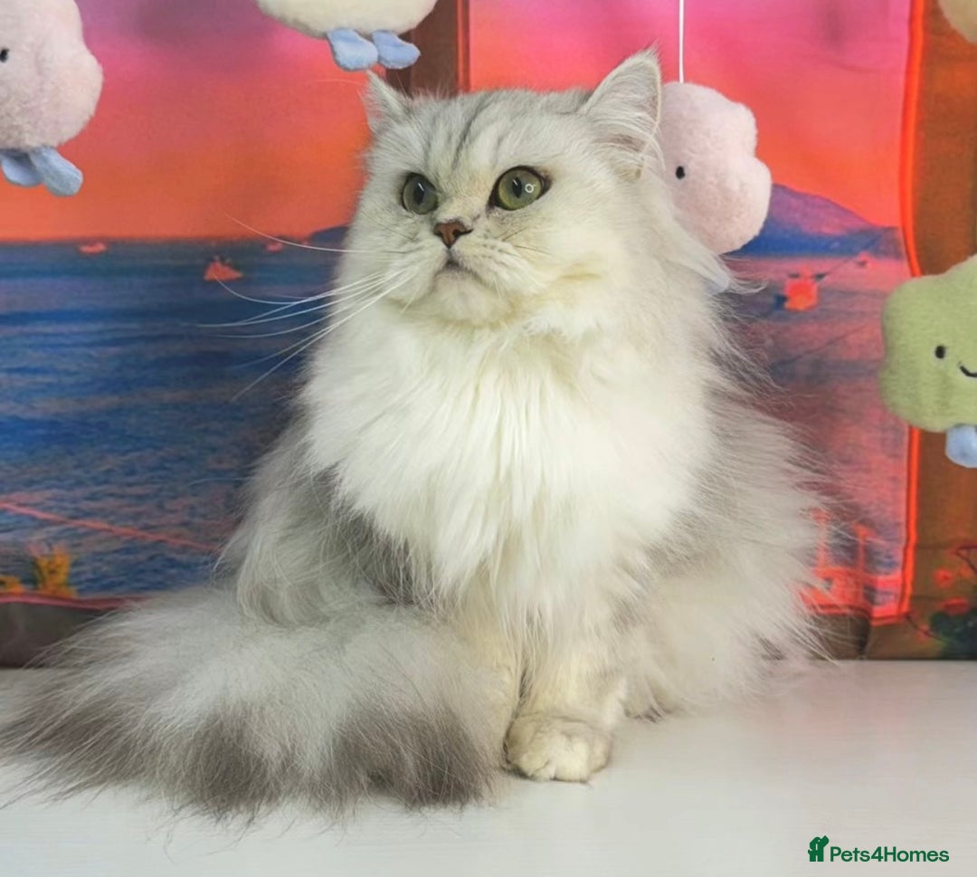 Persian cats for sale: Persian Chinchilla boy Looking for Loving Home - Image 8