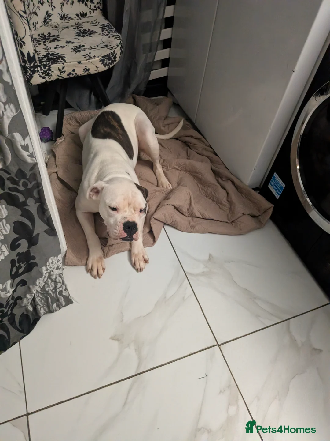 American Bulldog dogs for sale: Female American bulldog  - Advert 7