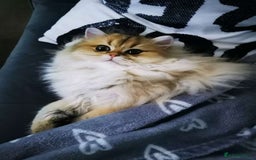 British Longhair cats for sale: Beautiful British Longhair - Image 6