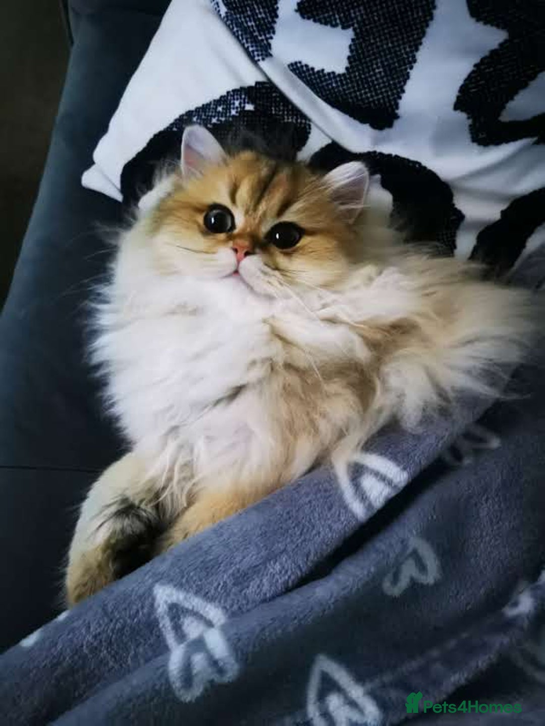 British Longhair cats for sale: Beautiful British Longhair - Image 6
