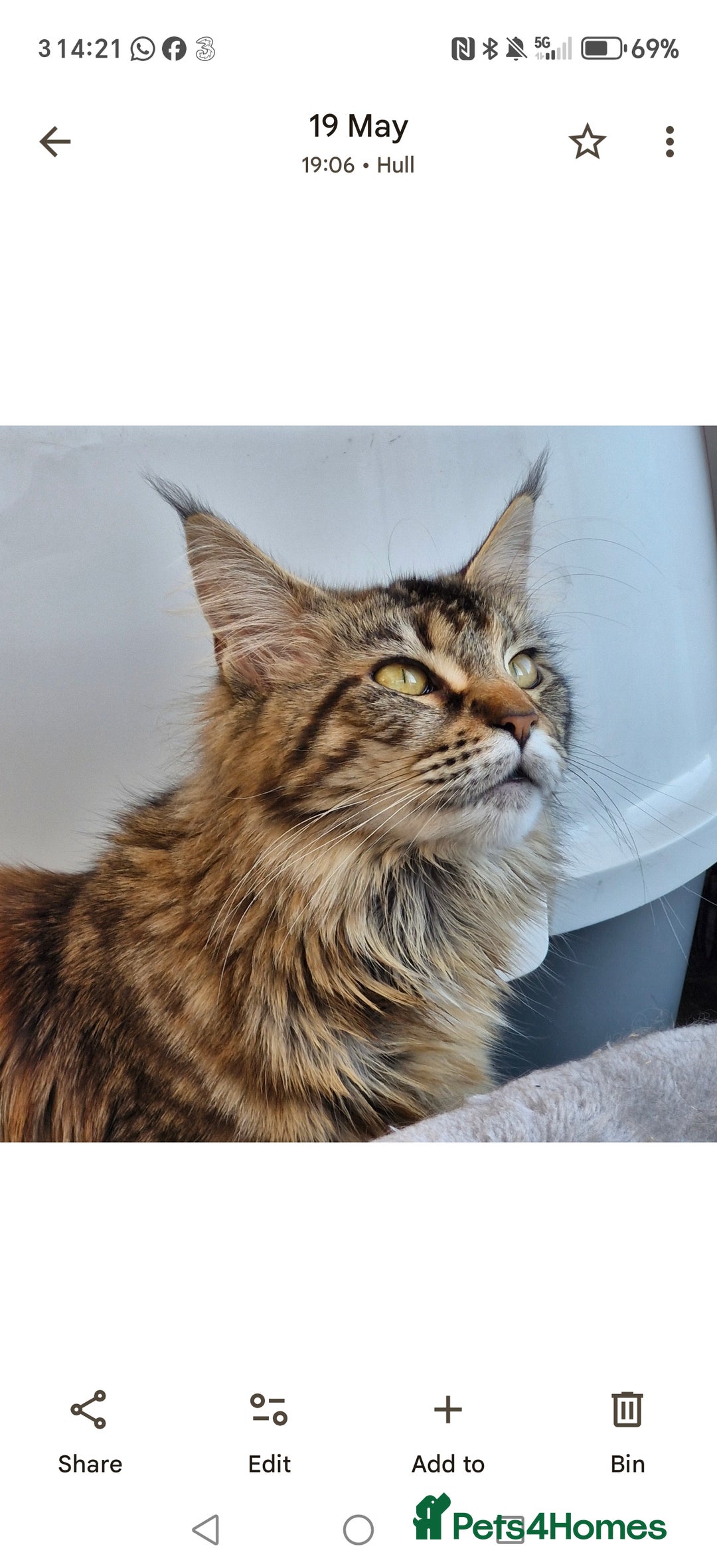 Maine Coon cats for sale: Maine coons Nellie & Dollie to stay as a pair.  - Advert 1