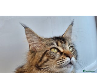 Maine Coon cats Maine coons Nellie & Dollie to stay as a pair. - Advert 4