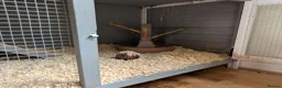 Polish rabbits for sale: 2 female polish dwarf bunnies need rehoming  - Advert 9
