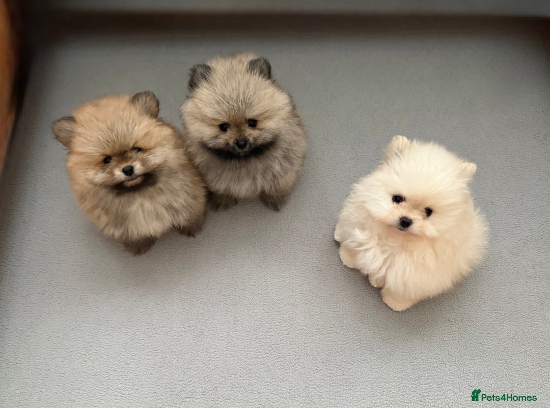 Pomeranian dogs for sale: KC Registered Pomeranian Puppies - Advert 9