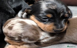 Miniature Dachshund dogs for sale: Quality KC/PRA clear Miniature Dachshund Puppies  - Image 11