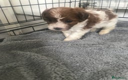Mixed Breed dogs for sale: Mini poodle mix pups ready for forever homes - Image 8