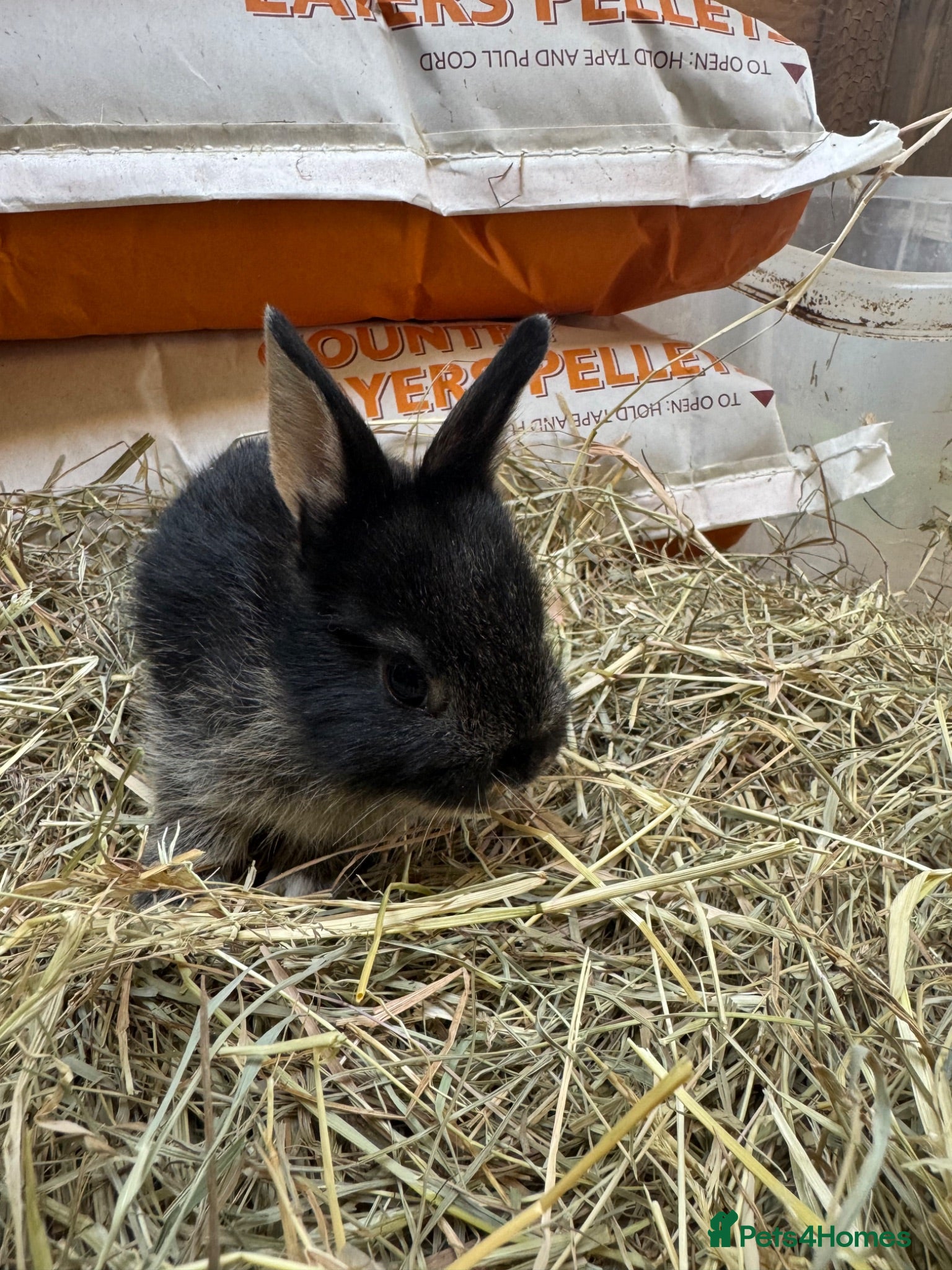 Mixed Breed rabbits For wonderful bunnies  - Advert 1