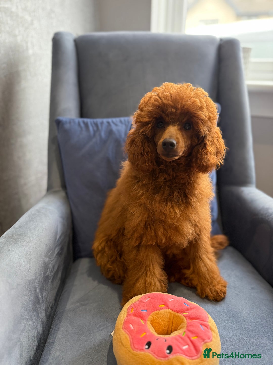Toy Poodle dogs for sale: Stunning KC Reg Dark Red Toy Poodle born 2/5/2025 - Image 5