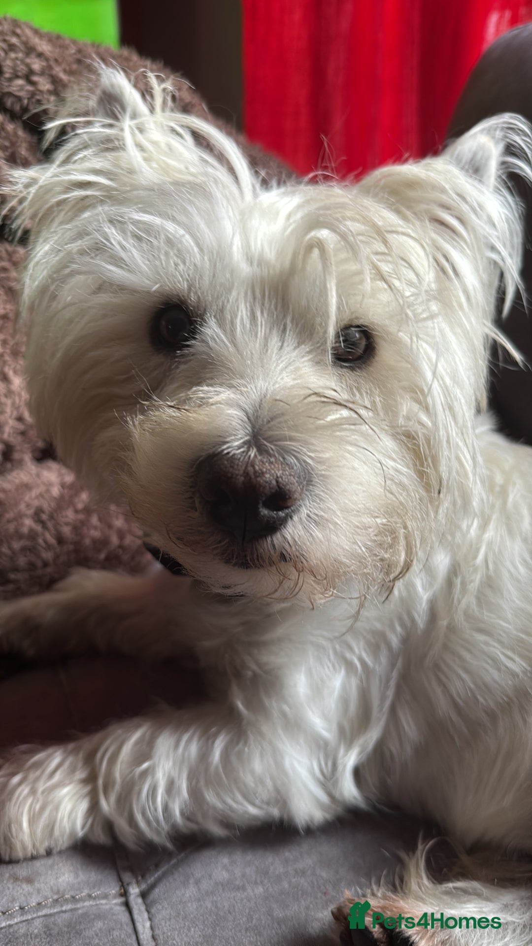 West Highland Terrier dogs for sale: Stunning Hand-Reared Westies – 4 Beautiful Boys - Image 11