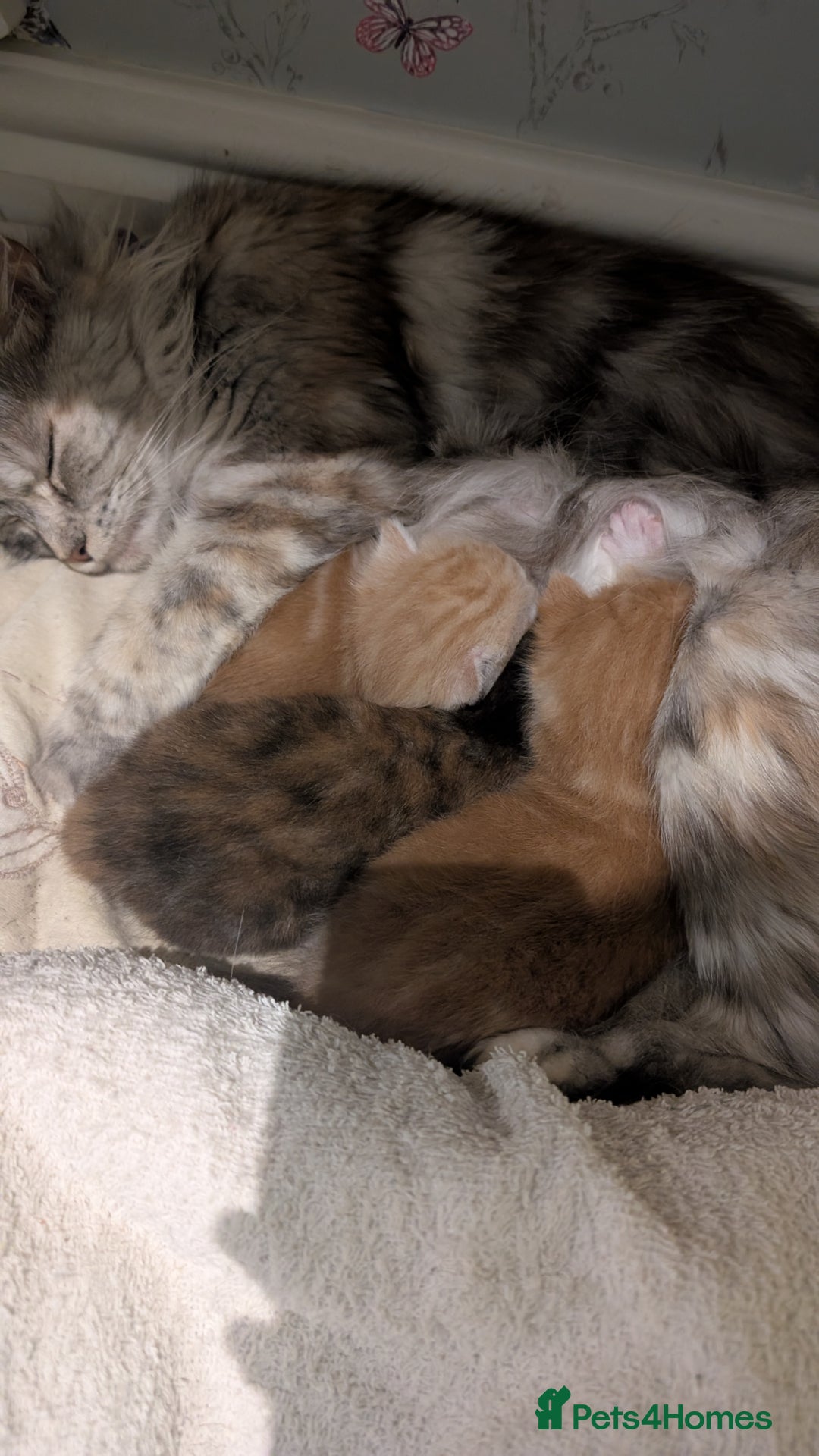 Maine Coon cats for sale: Main coon cross with British short hair - Image 12