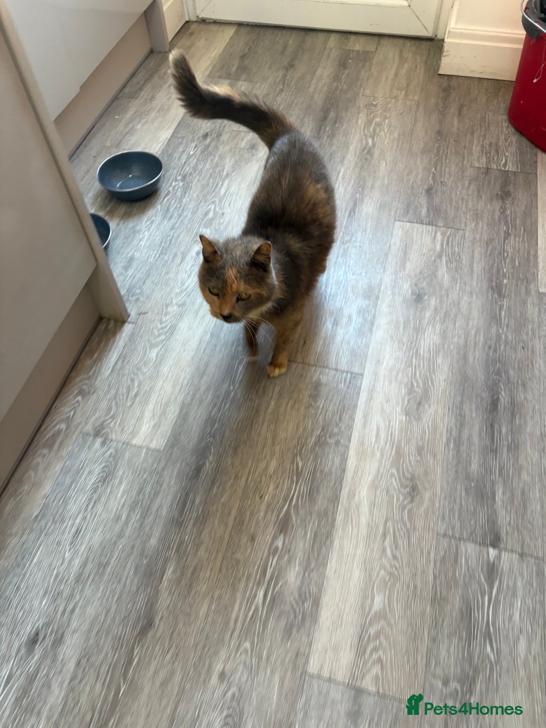 Domestic Shorthair cats for sale: Molly the CAT  **  8years old - Advert 4