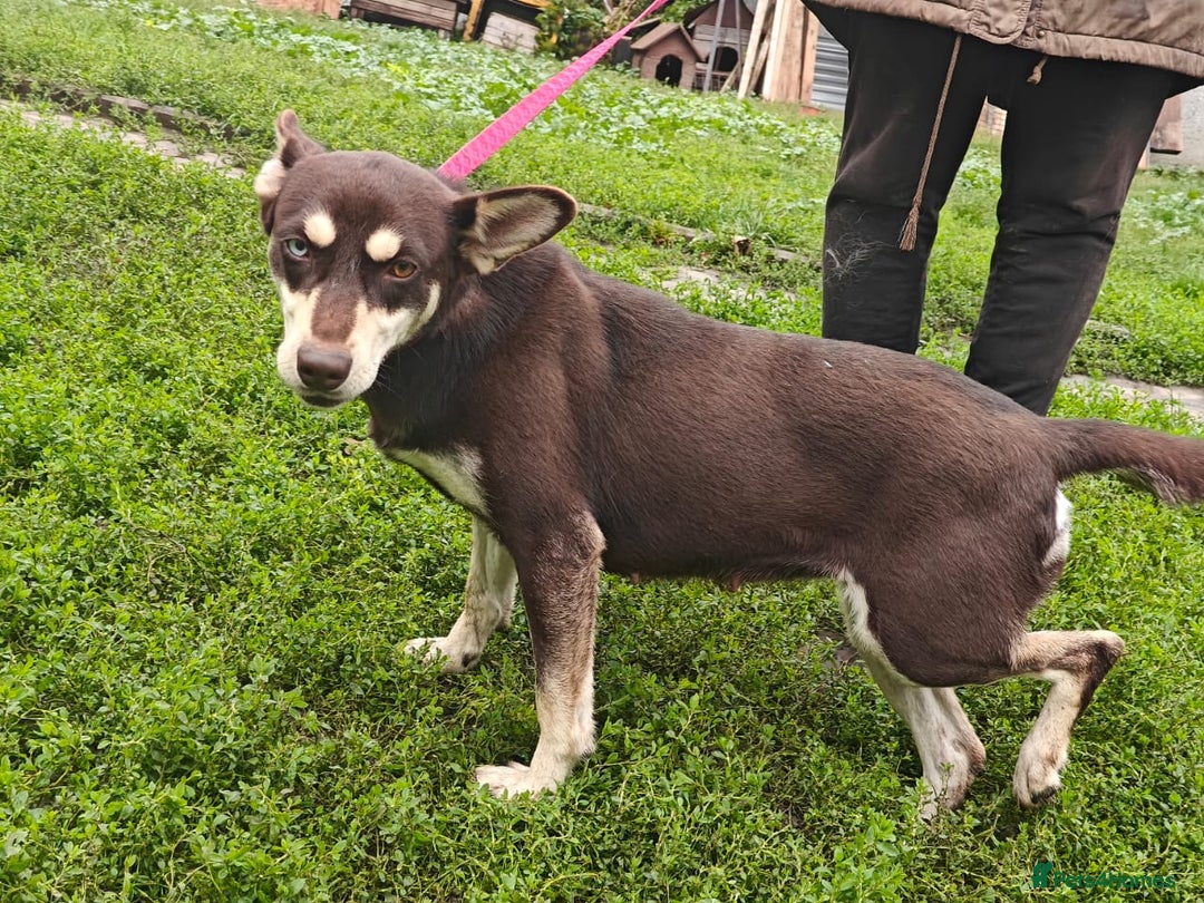 Mixed Breed dogs for adoption: ❤️Azara❤️: 3-year-old small-to-low-medium girl  - Advert 11