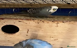 Budgerigars birds for sale: Reserved 2 pairs of budgies (please read full) - Image 17