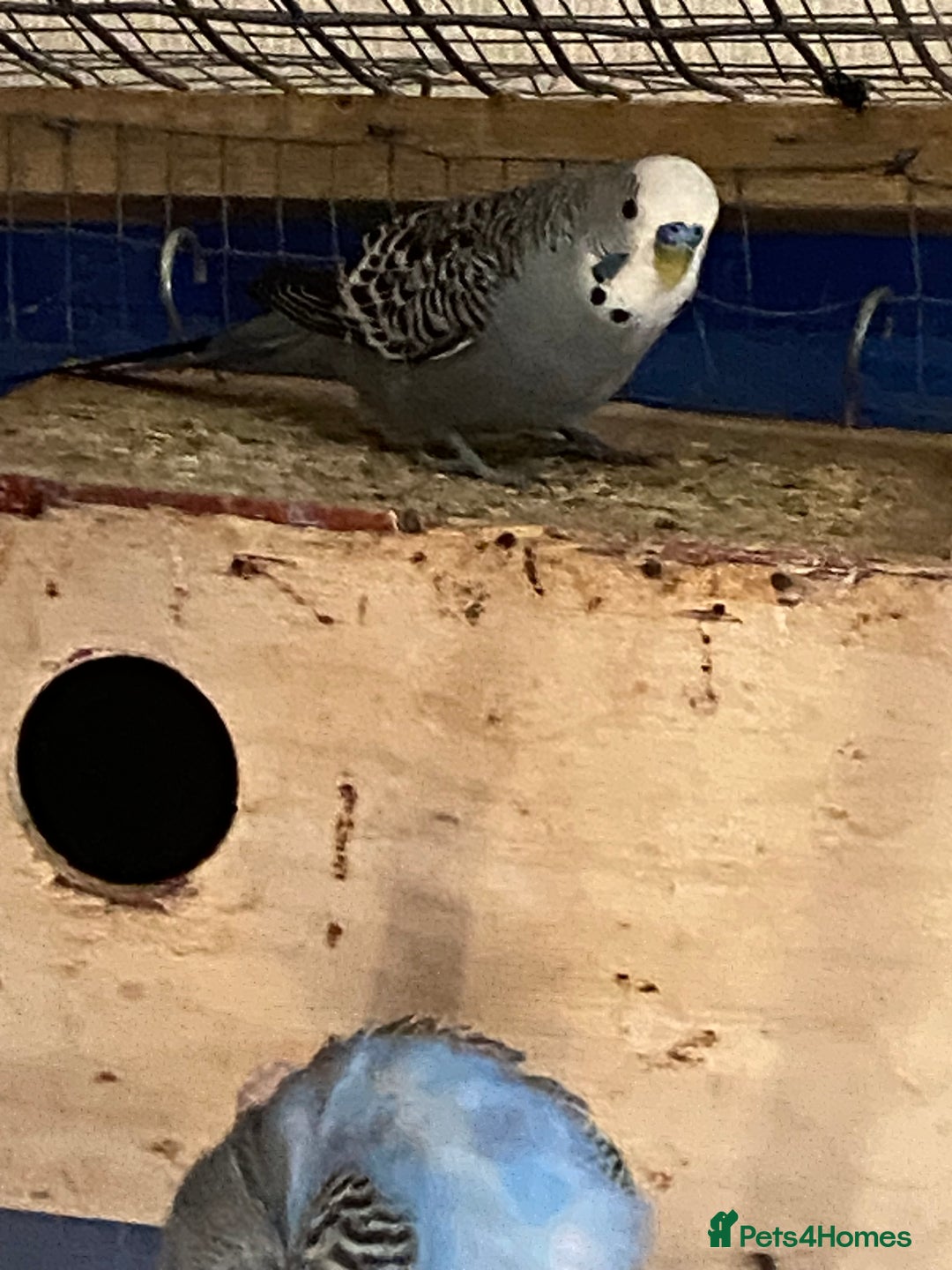 Budgerigars birds for sale: Reserved 2 pairs of budgies (please read full) - Image 17