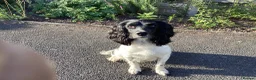 English Springer Spaniel dogs for sale: English springer spaniel puppies  - Advert 1