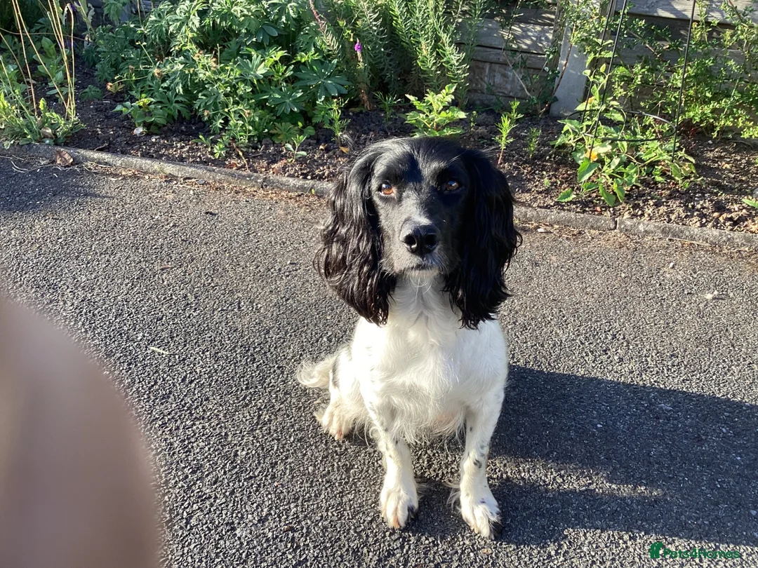 English Springer Spaniel dogs for sale: English springer spaniel puppies  - Advert 1
