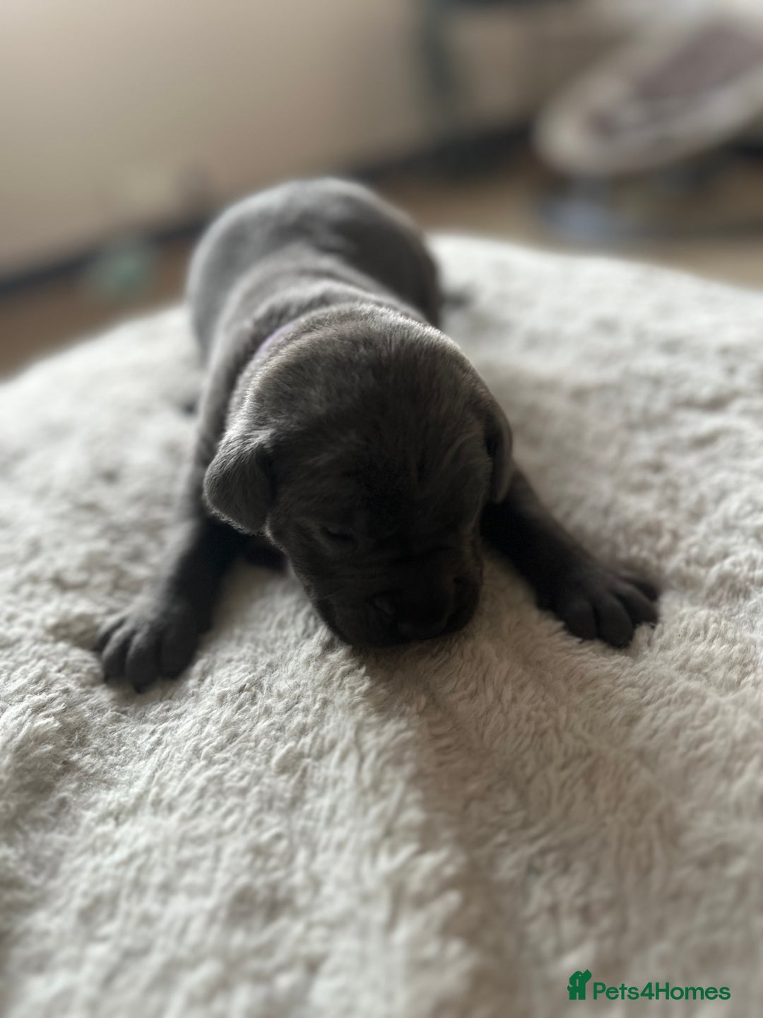 Cane Corso dogs for sale: Lupo D’Italia Kennels - Advert 9