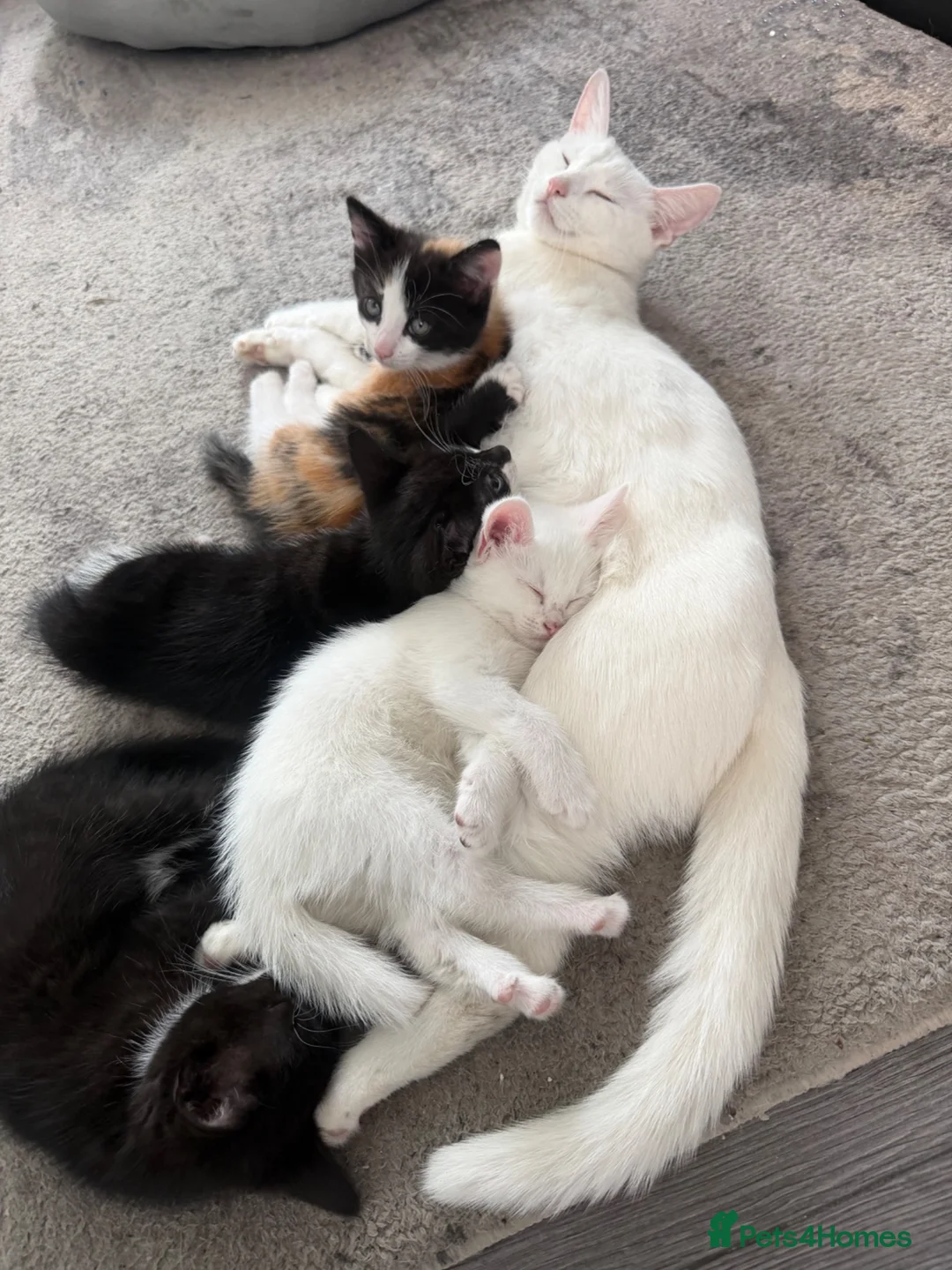 Mixed Breed cats for sale: Mother Cat and kittens for sale - Advert 2