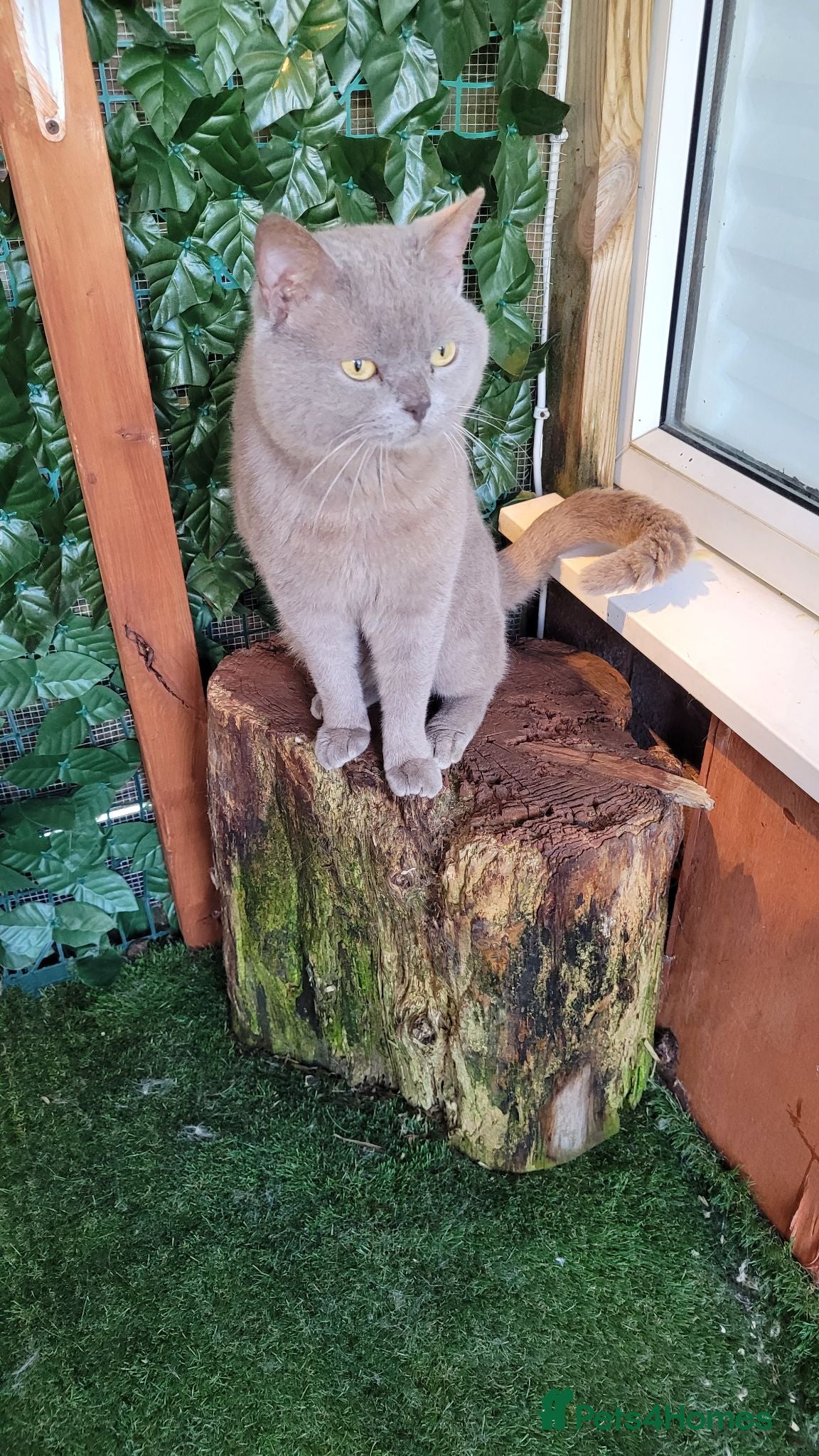 British Shorthair cats Blue for stud duties  - Advert 3