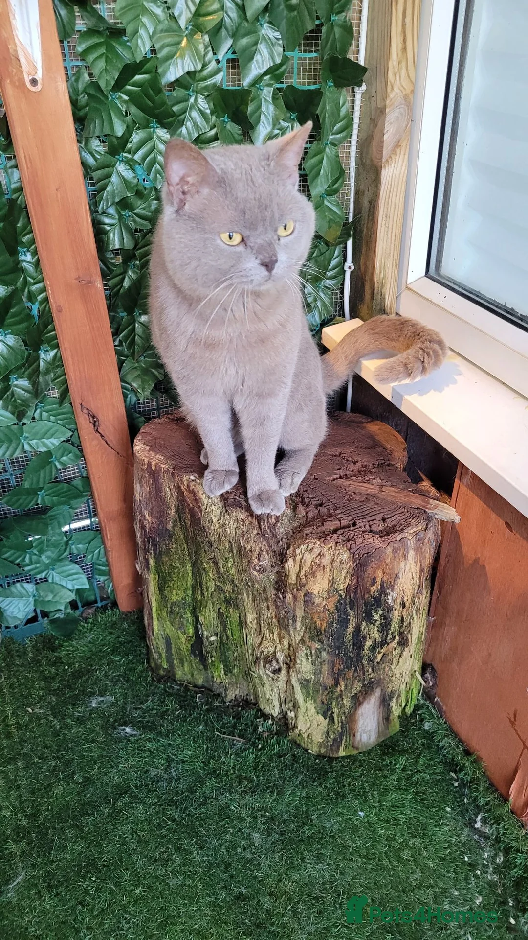 British Shorthair cats for stud: Blue for stud duties  - Advert 1