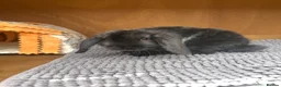 Mini Lion Lop rabbits for sale: Mini Lion Lop baby bunnies For Sale - Advert 17