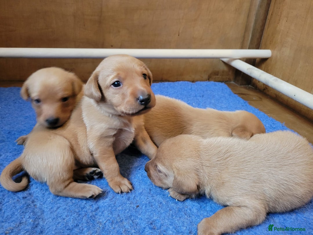 Labrador Retriever dogs for sale: Red Fox Labrador Puppies–Ready from 26th September - Image 32