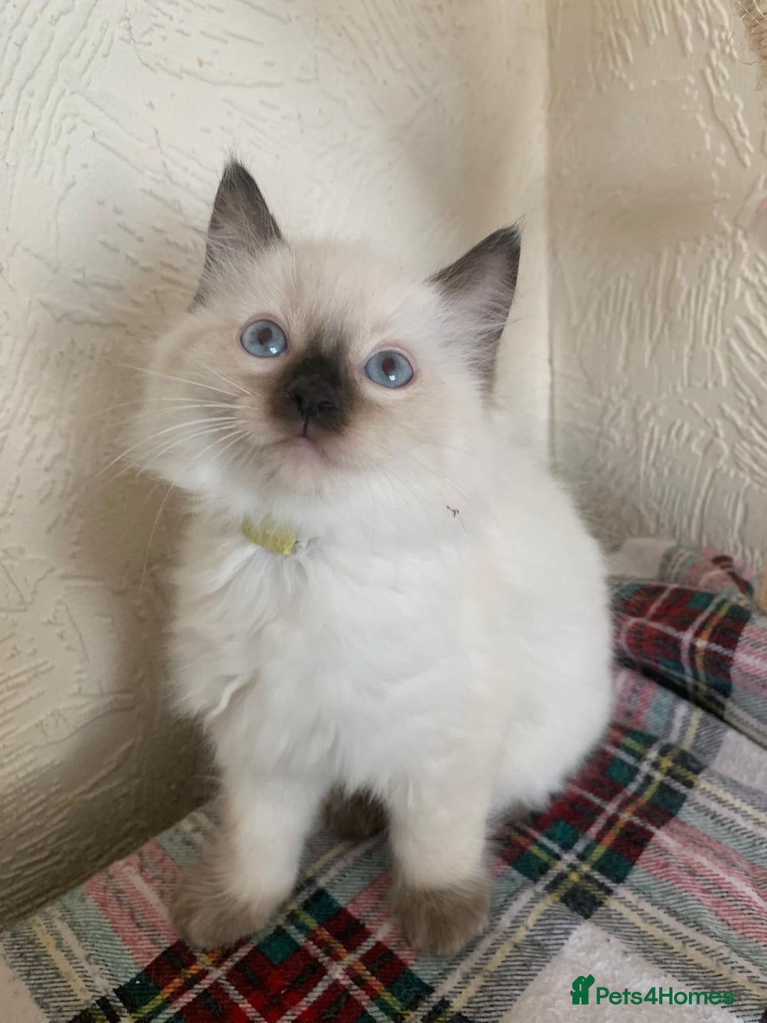 Ragdoll cats for sale: Ragdoll kittens  - Image 6