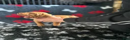Hungarian Vizsla dogs for sale: Exceptional Pedigree Hungarian Vizsla Puppies - Advert 20